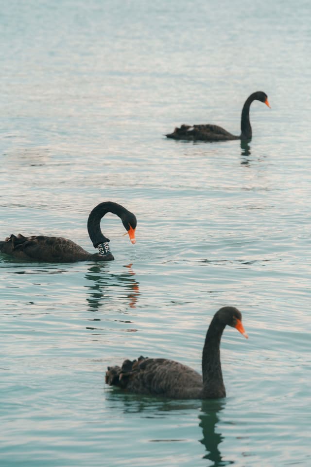 Black swan